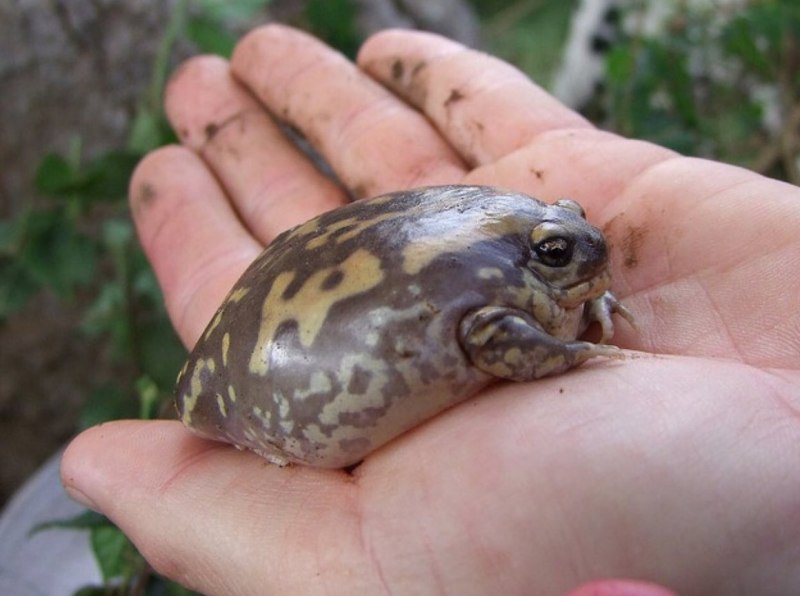 Капский узкорот