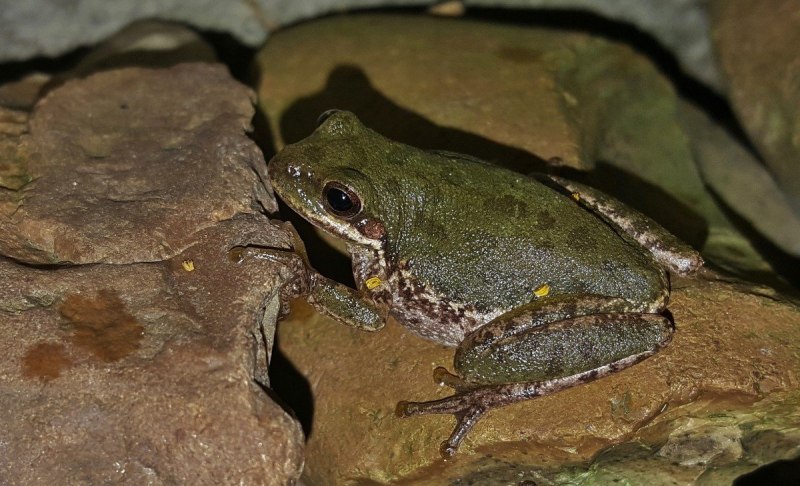 Амфибии toad
