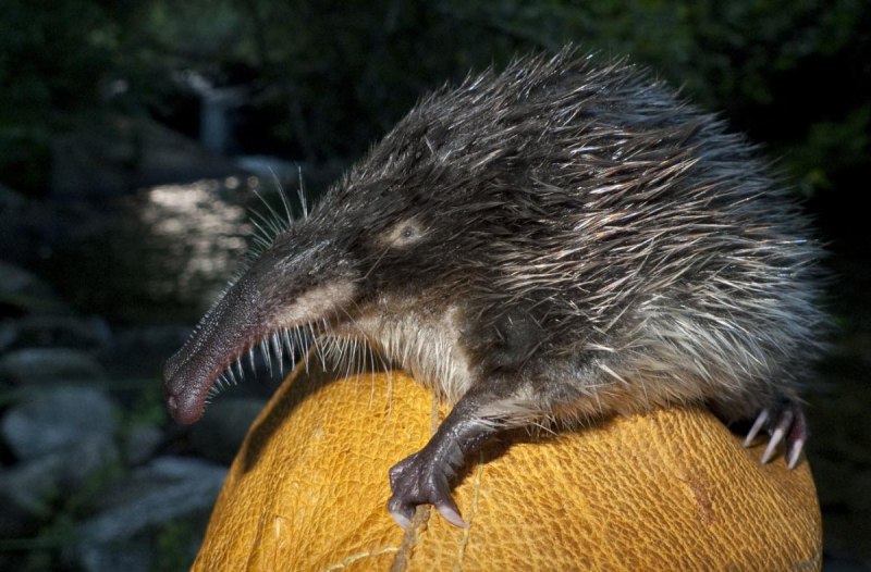 Выхухоль (Desmana moschata)