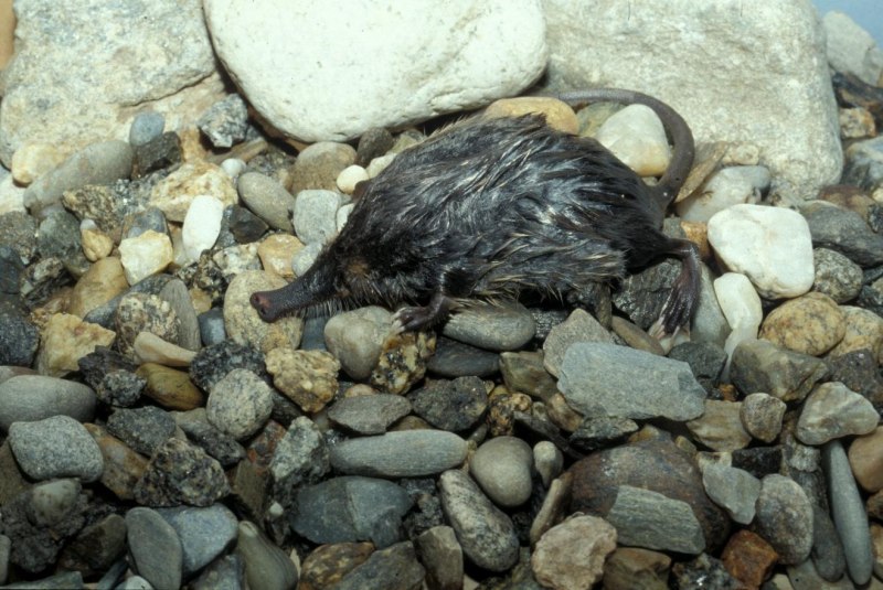 GALEMYS pyrenaicus