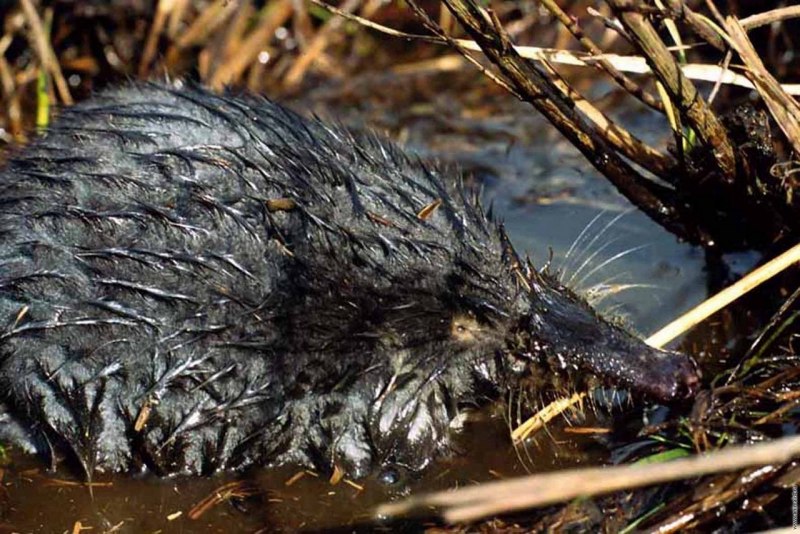 Выхухоль (Desmana moschata)