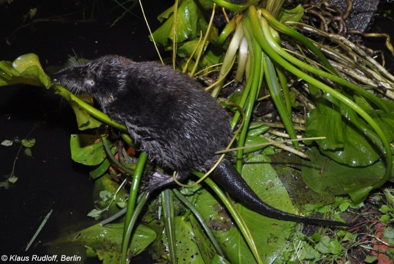 GALEMYS pyrenaicus