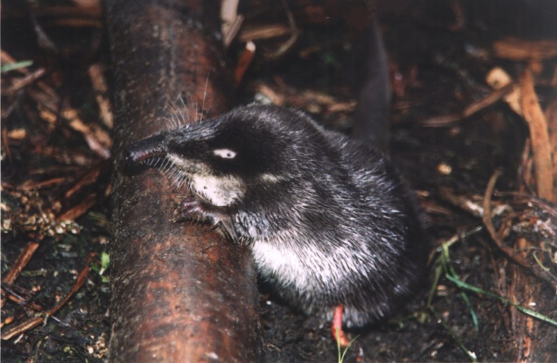 Русская выхухоль Desmana moschata Linnaeus, 1758