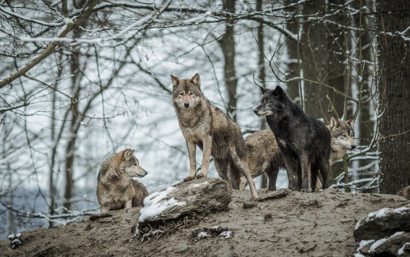 Волк canis Lupus