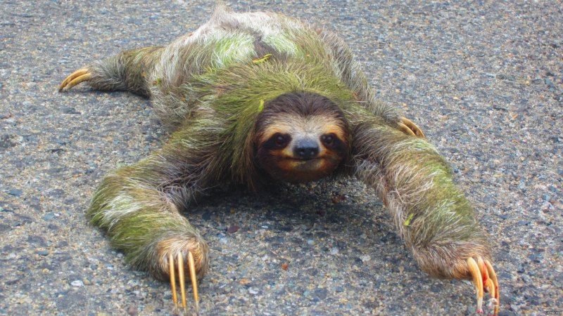 Коала и Ленивец