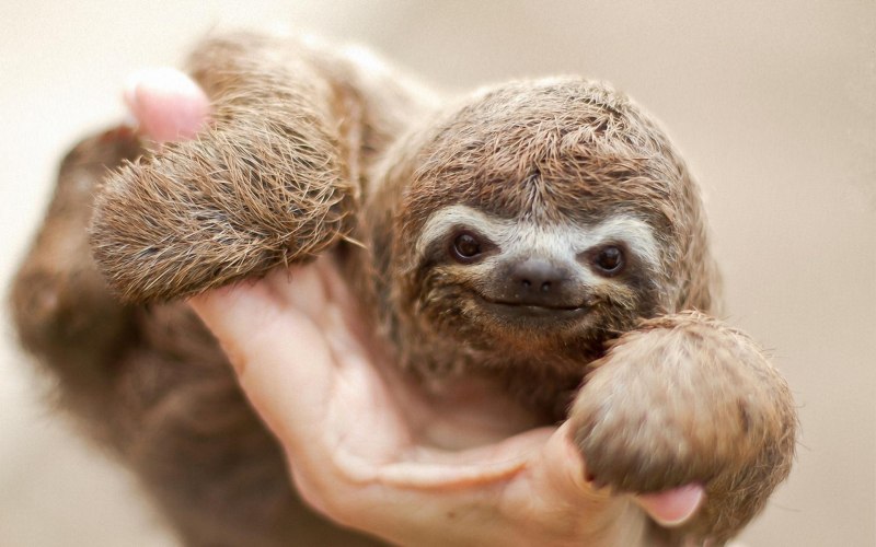 Sloths can Sleep upside down ?