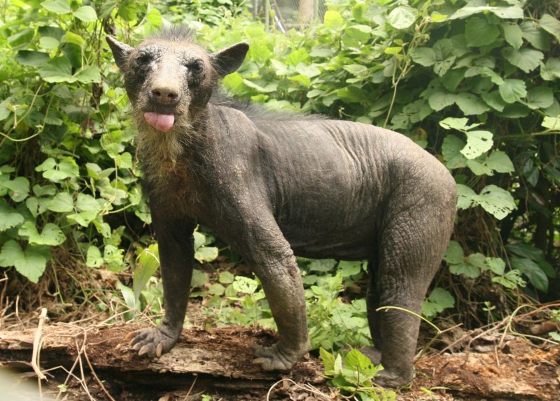Ленивец Гоффмана Choloepus hoffmanni
