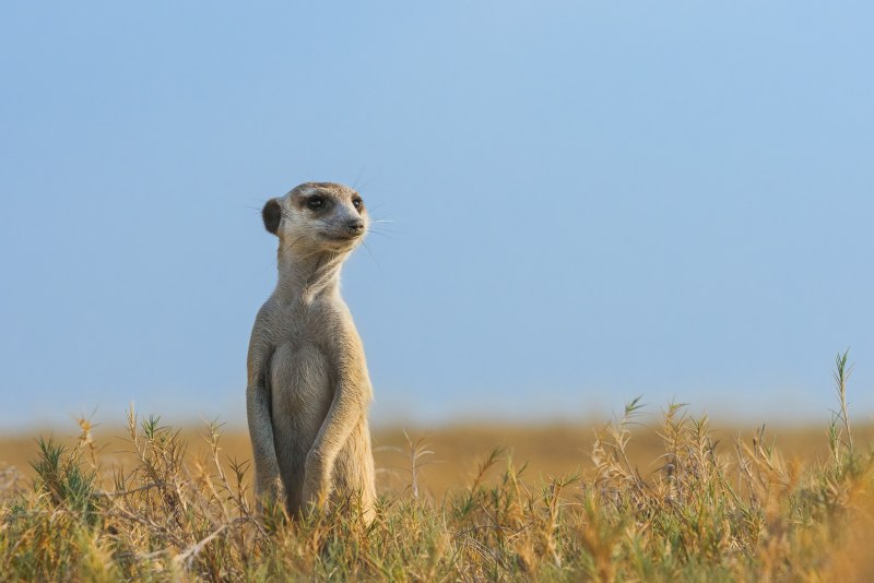 Сурикаты the Meerkats, 2008