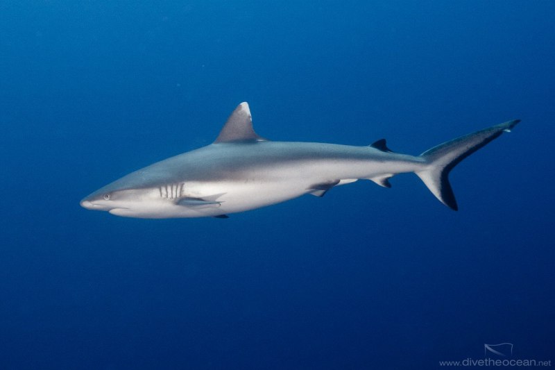 Carcharhinus brevipinna