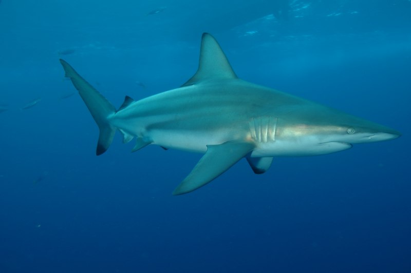 Черноперая рифовая акула Carcharhinus melanopterus