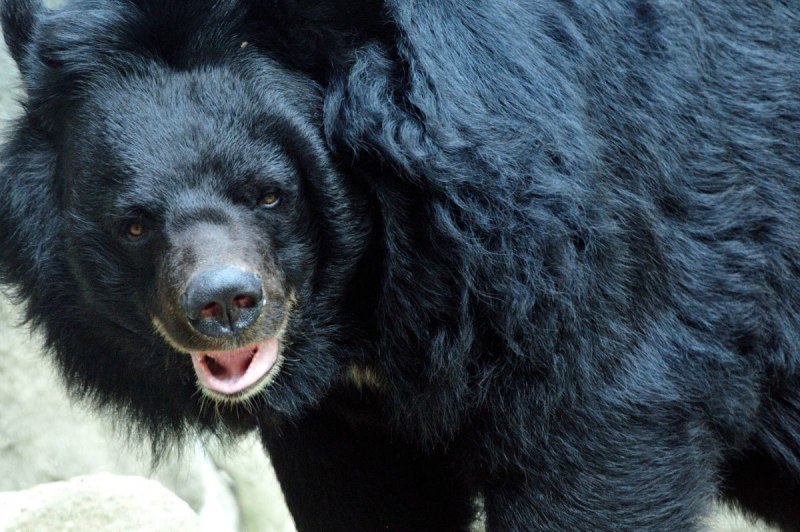 Тибетский бурый медведь Ursus arctos pruinosus