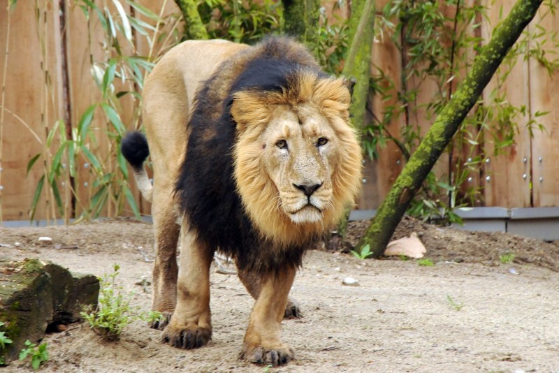 Panthera Leo persica