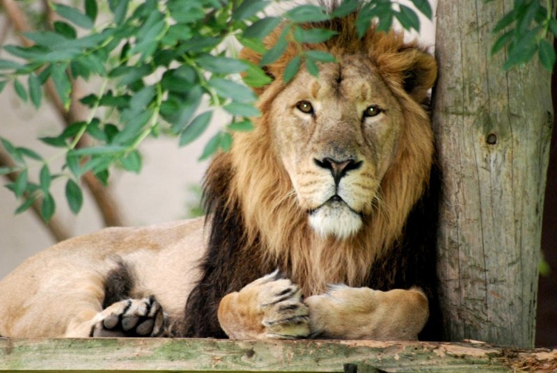 Азиатский Лев (Panthera Leo persica)