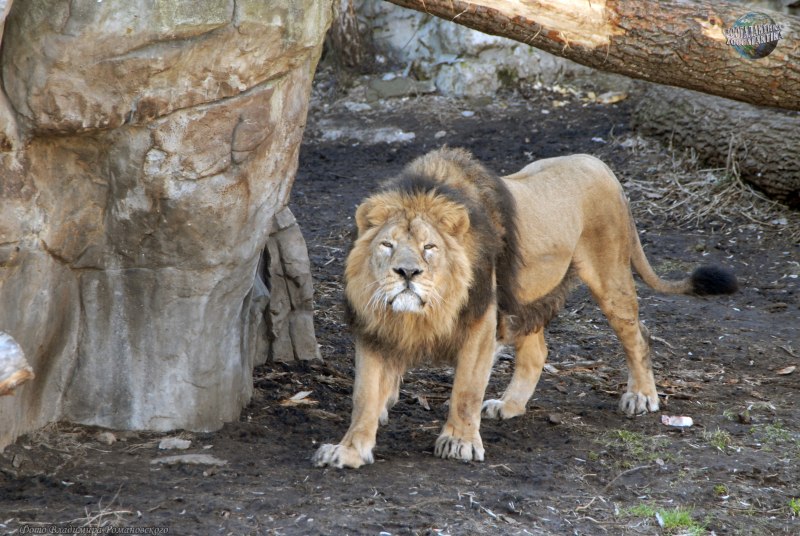 Лев (Panthera Leo)