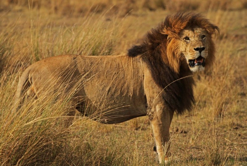 Lion Сенегальский Лев