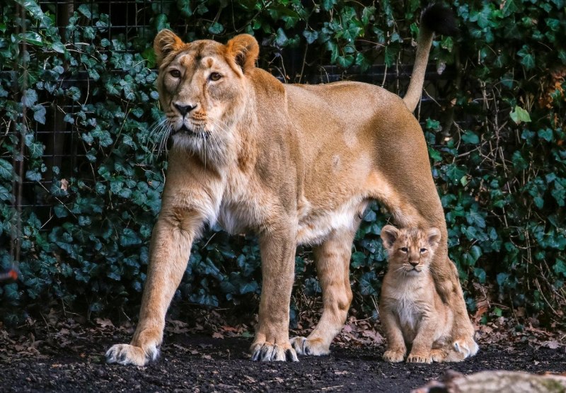 Lion Front to left