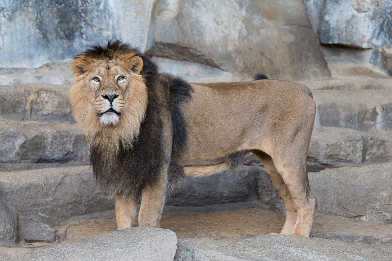 Panthera Leo persica