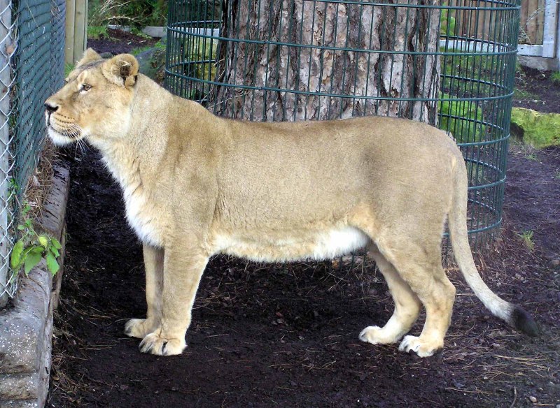 Азиа́тский Лев Panthera Leo persica