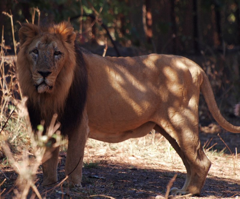 Panthera Leo persica