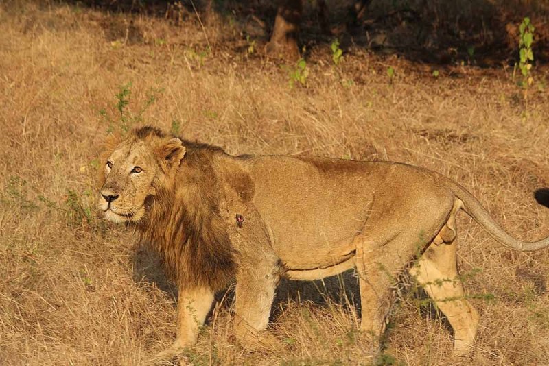 Азиа́тский Лев Panthera Leo persica