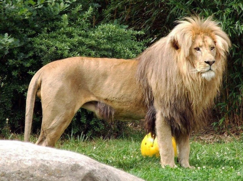 Panthera Leo persica