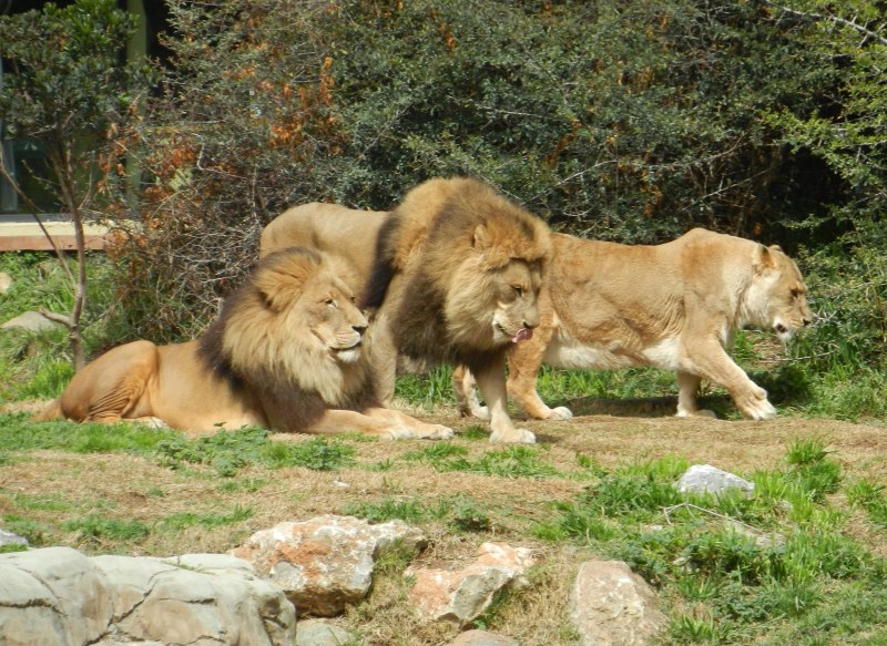 Лев азиатский средний мрамор