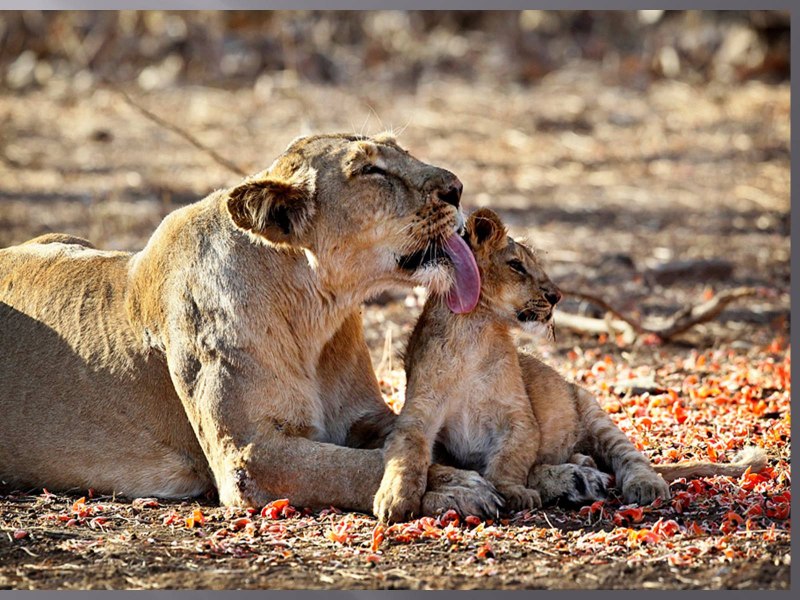 Лев (Panthera Leo)