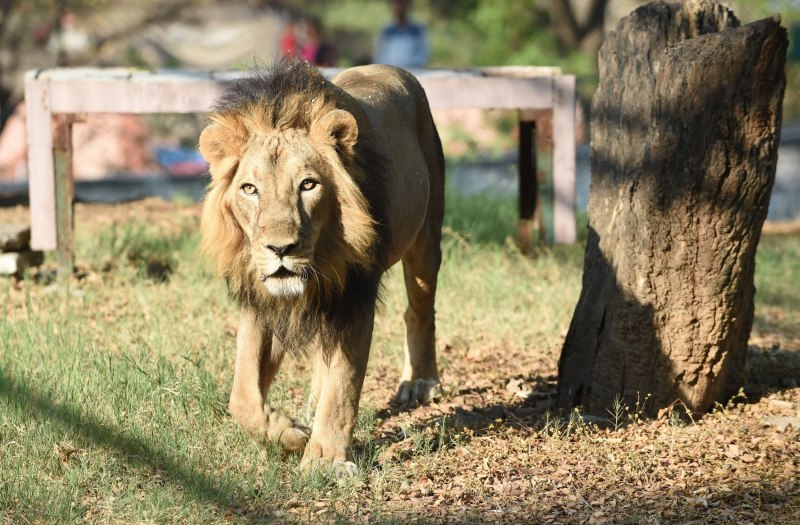Panthera Leo persica