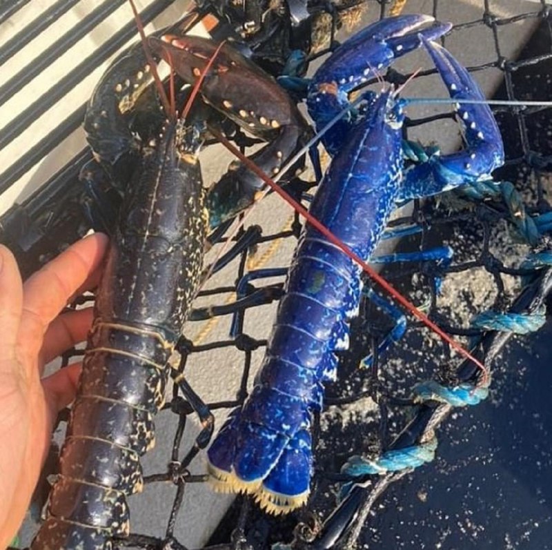 Королевский голубой Омар