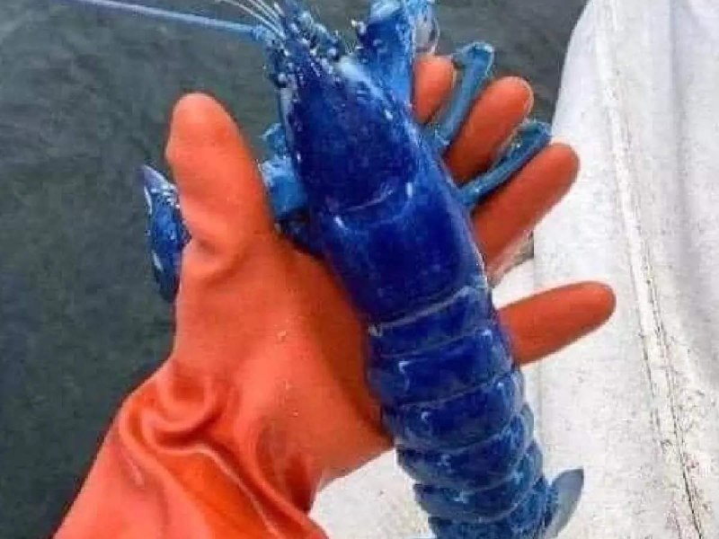 Синий Омар