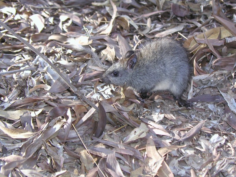 Thryonomys swinderianus