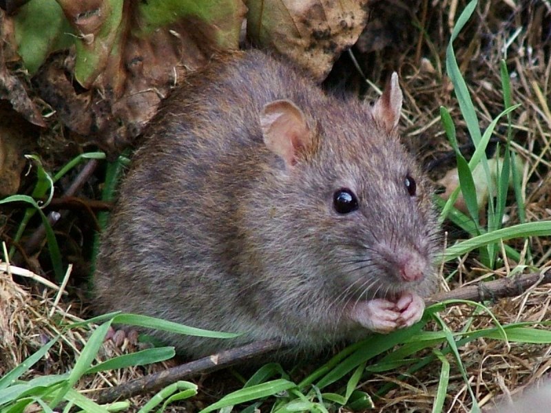 Пальмовая крыса (Rattus palmarum)