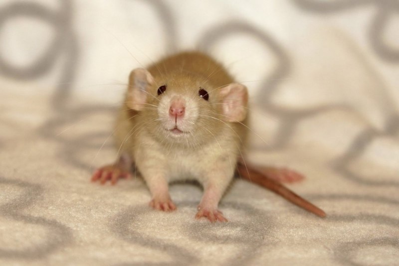 Серая крыса (Пасюк) - Rattus norvegicus.
