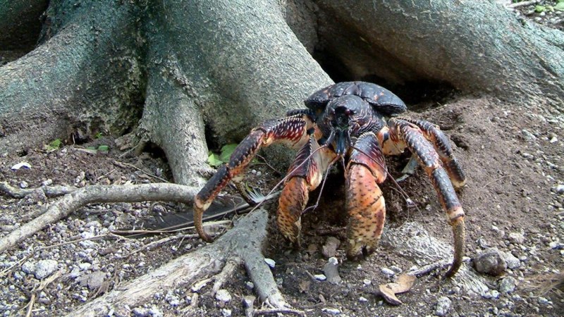 Краб кокосоед