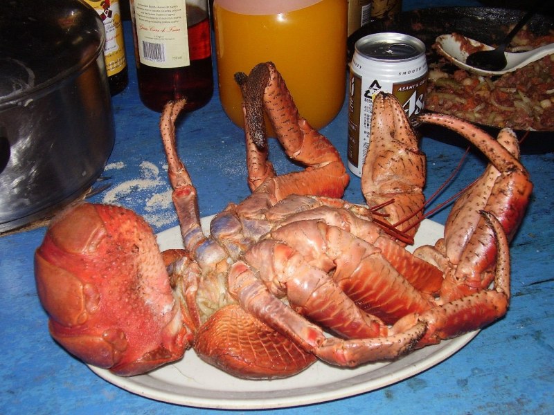 Пальмовый вор Австралия