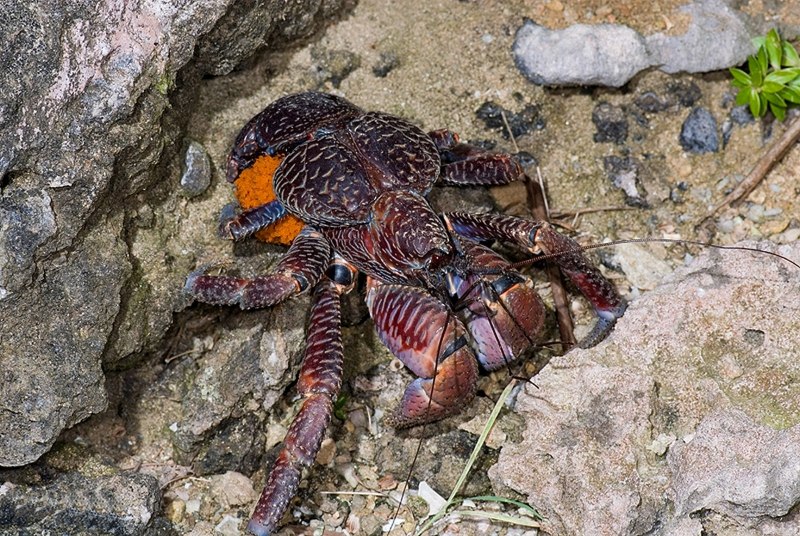 Паук кокосовый вор