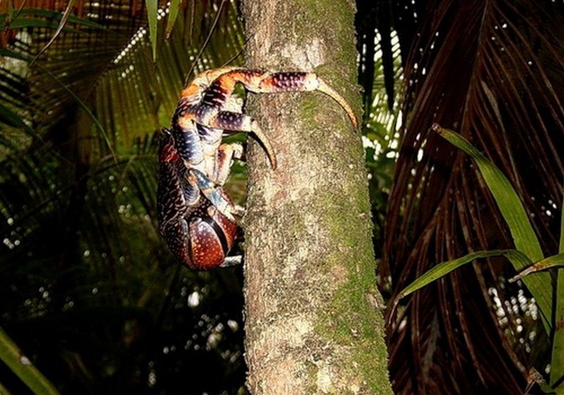 Giant Coconut Crab