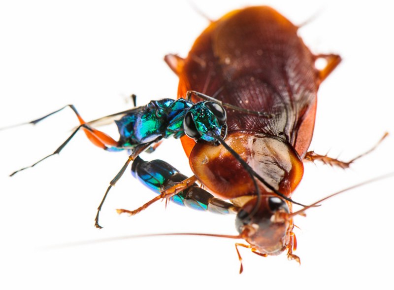 Оса Ampulex compressa