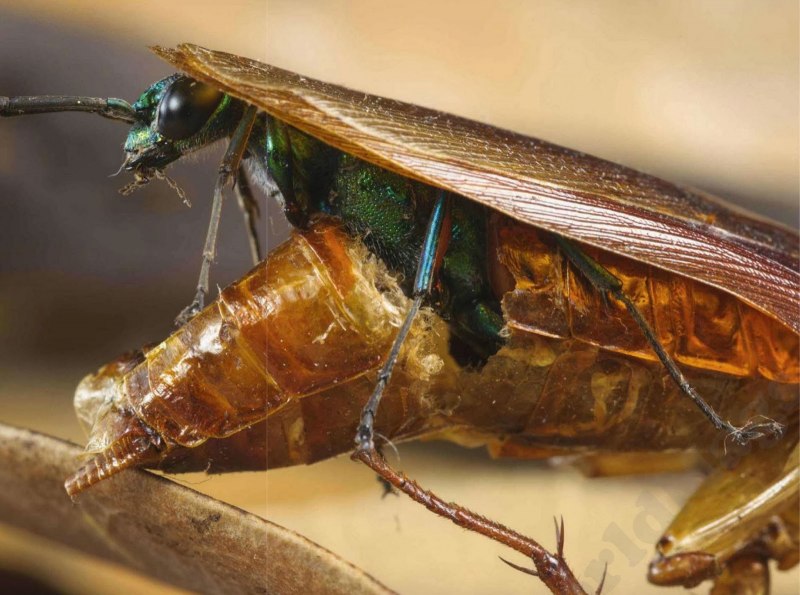 Оса Ampulex compressa
