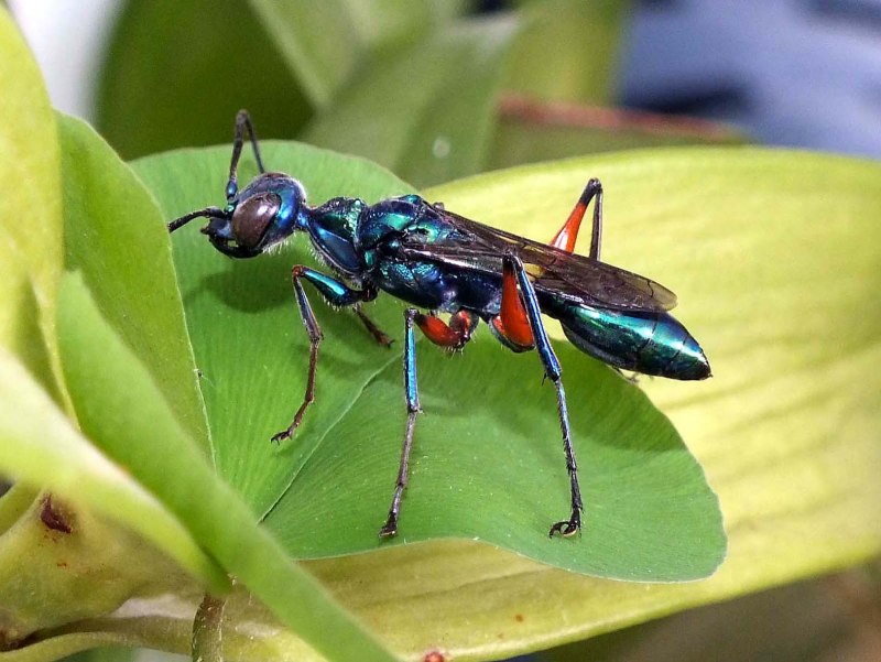 Оса Ampulex compressa