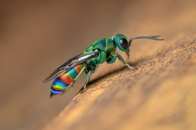 Cariridris bipetiolata
