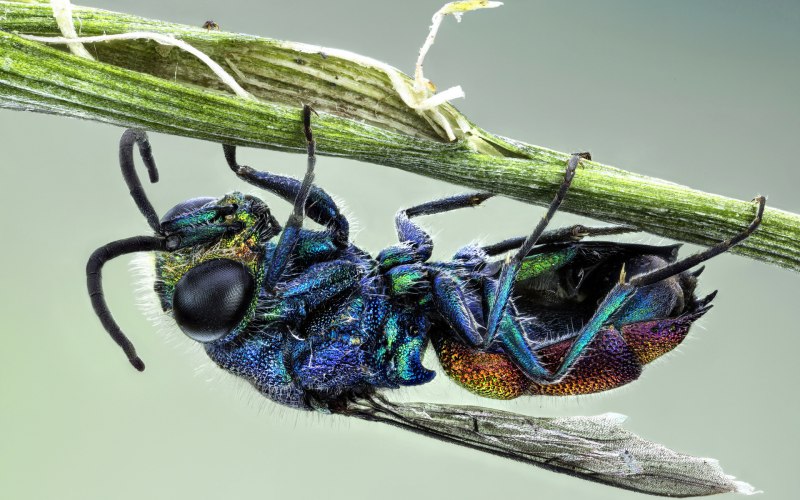 Cariridris bipetiolata