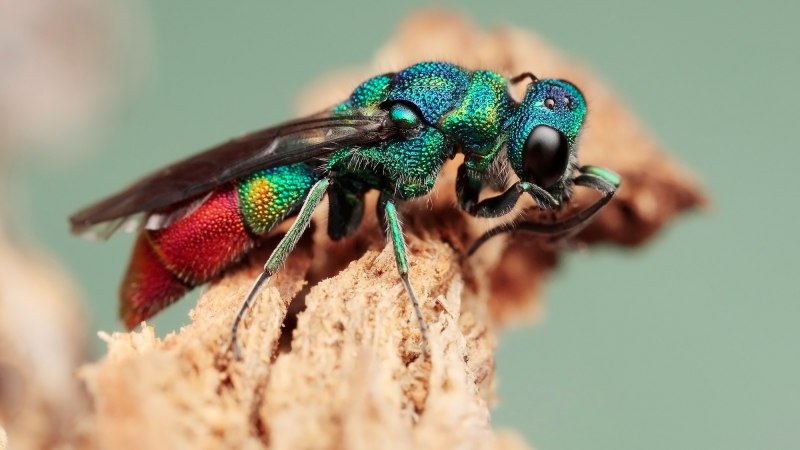 Оса Ampulex compressa