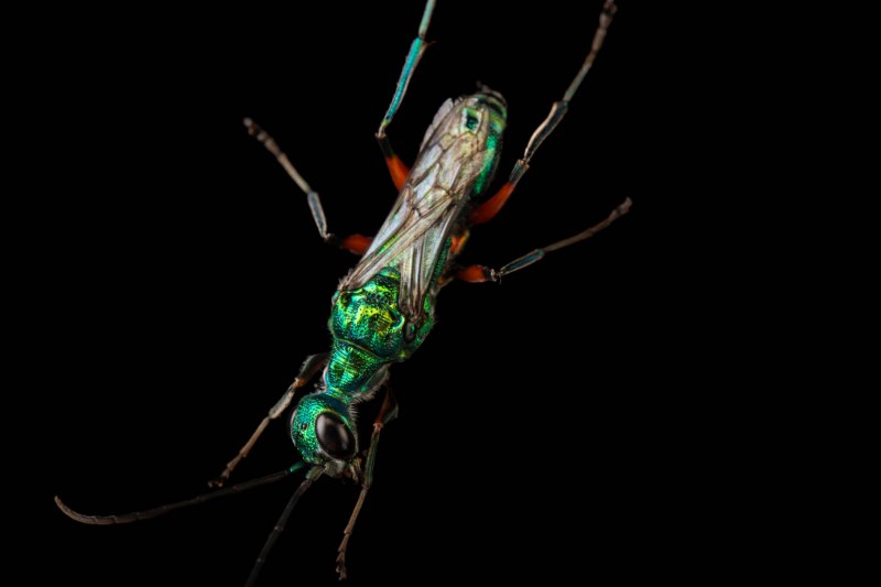 Chrysis ignita