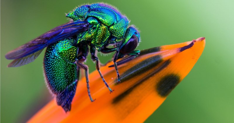 Emerald Cockroach buy