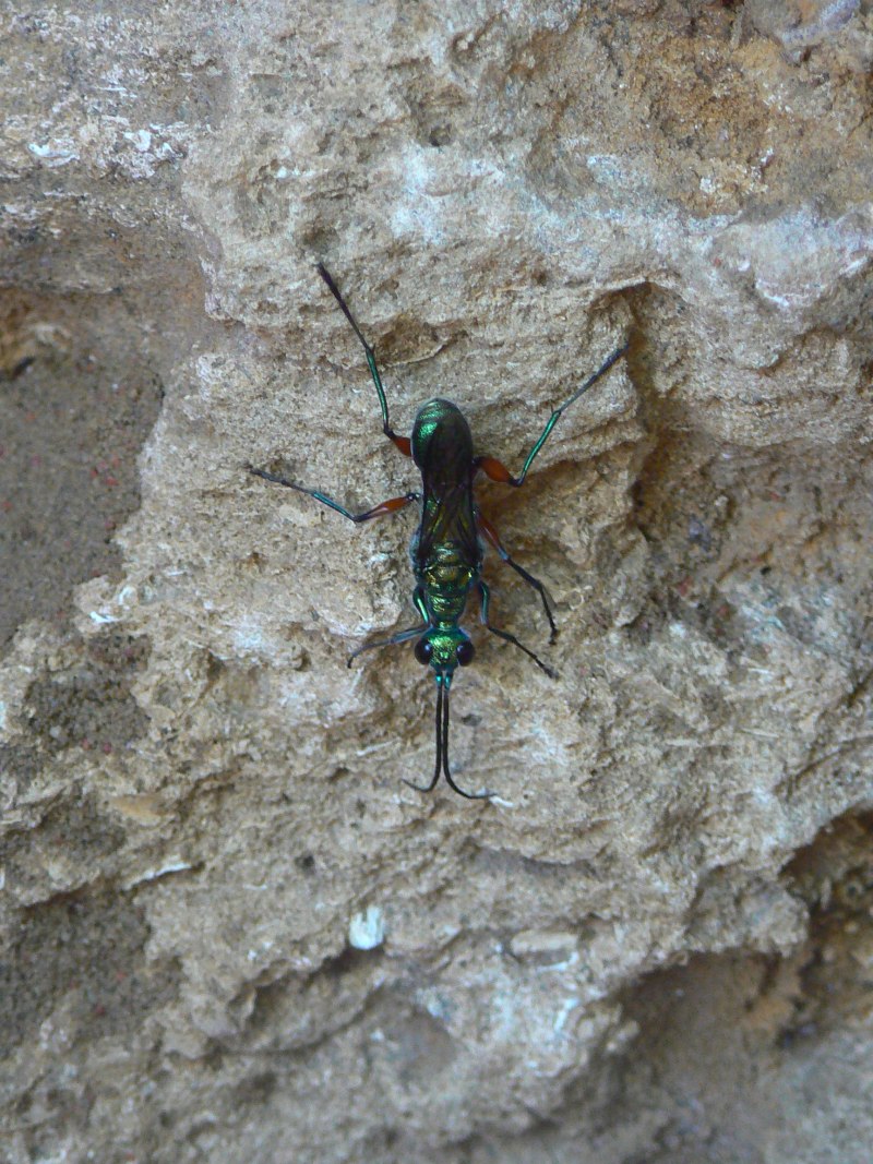 Оса Ampulex compressa