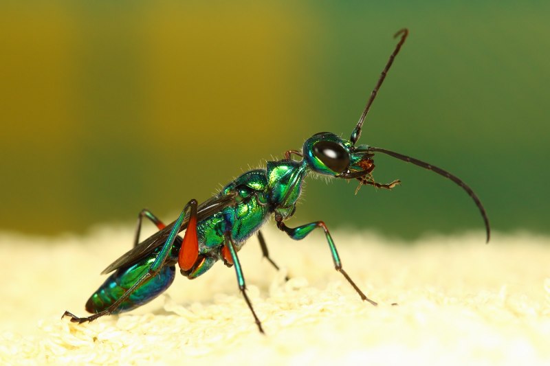 Оса Ampulex compressa