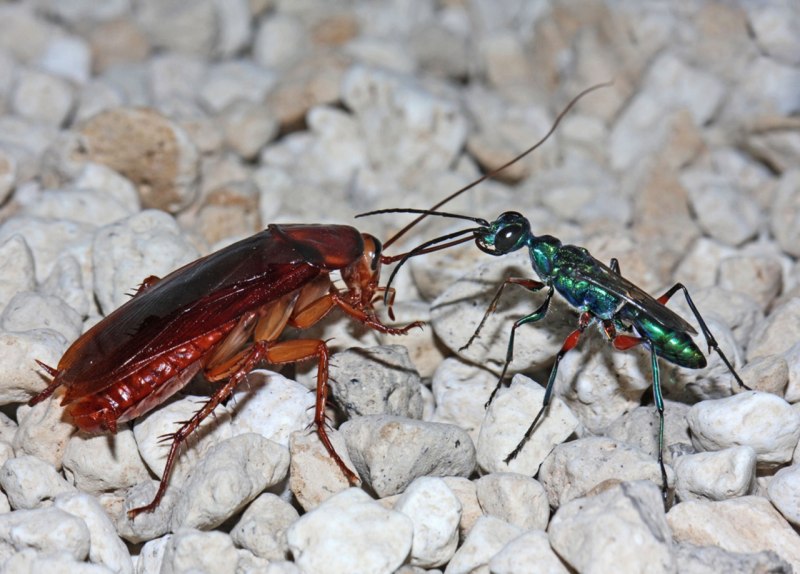 Оса Ampulex compressa