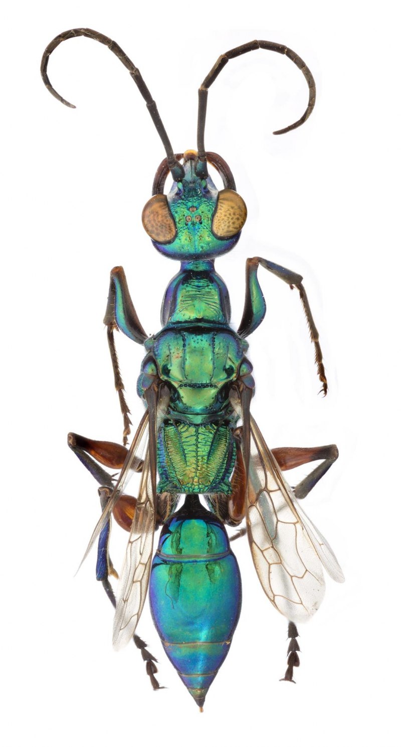Cariridris bipetiolata