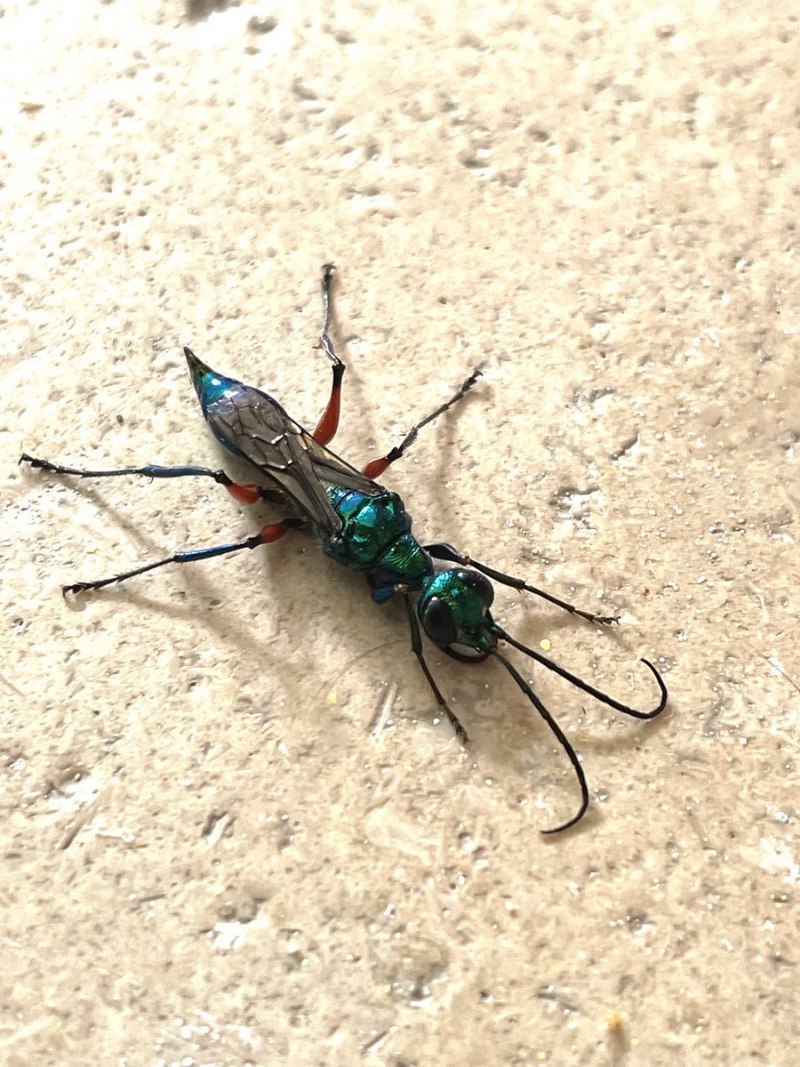 Nasonia vitripennis